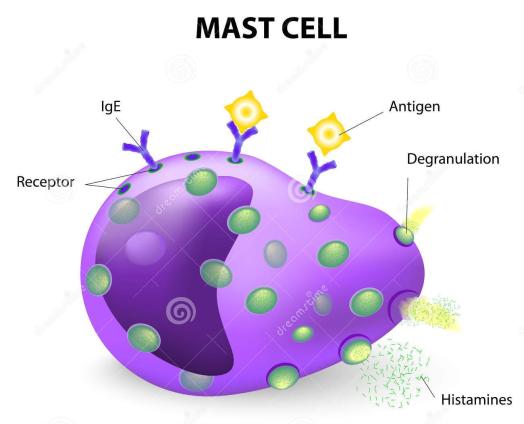 mastcell-eller-en-mastocyte-labrocyte-39386223(1)